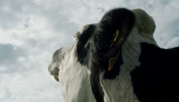 COW: il punto di vista della mucca