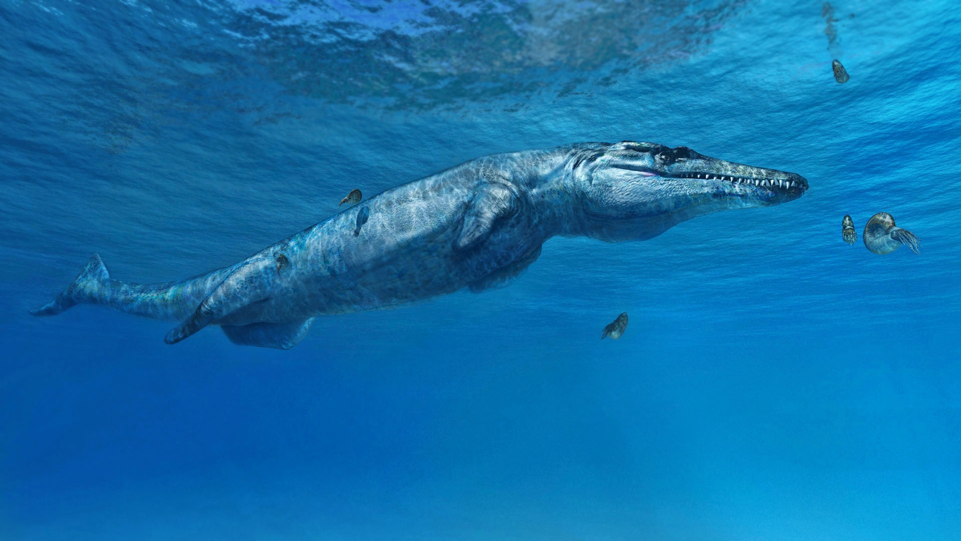 METRIORINCHUS_Fabio Manucci