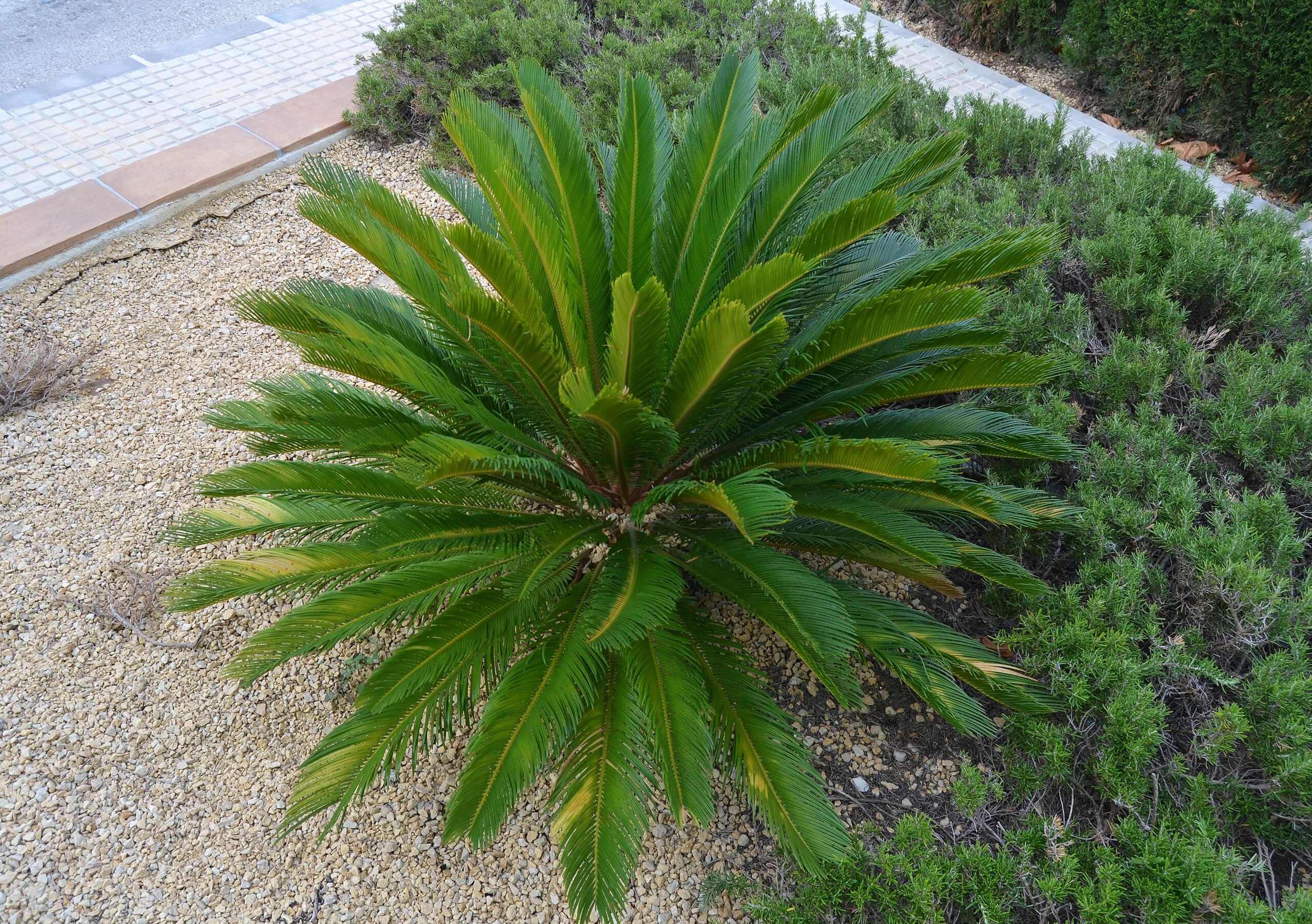 Cycas_revoluta