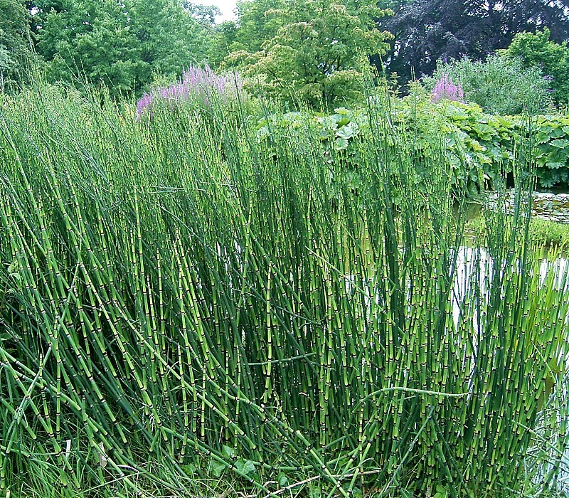 equisetum_giganteum